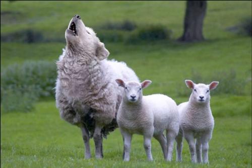 False Shepherds and Fake Sheep